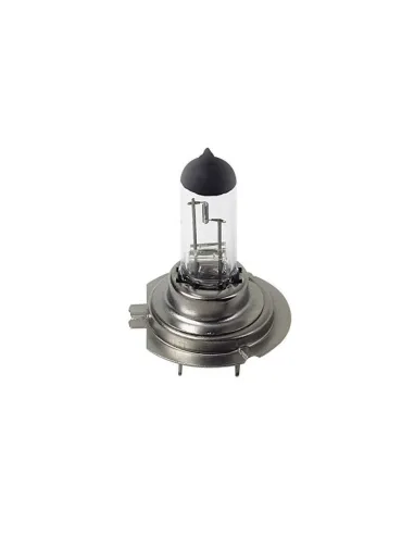 LAM58052